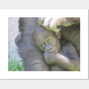 Western Lowland Gorilla Posters and Art